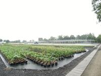 Baumschule E.A. Stöckmann, Bad Zwischenahn